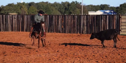 HorseID: 2260687 Gracious Cuttin Cat - PhotoID: 1045920