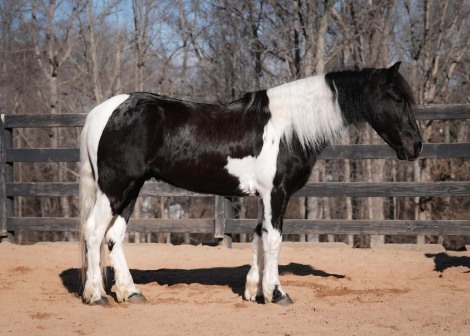 HorseID: 2260688 Sebastian - PhotoID: 1042242