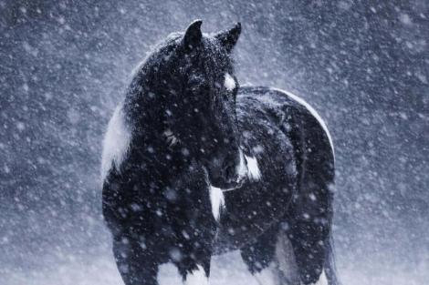 HorseID: 2260688 Sebastian - PhotoID: 1042244