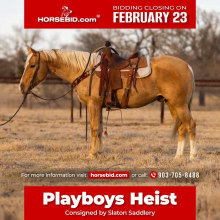 HorseID: 2260689 PLAYBOYS HEIST - PhotoID: 1028024