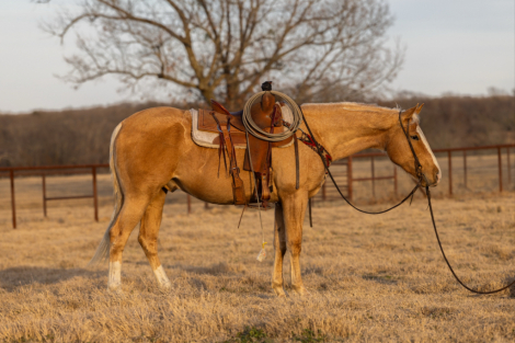 HorseID: 2260689 PLAYBOYS HEIST - PhotoID: 1028025