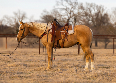 HorseID: 2260689 PLAYBOYS HEIST - PhotoID: 1028027