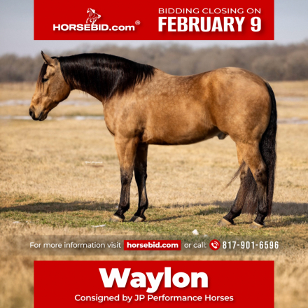 HorseID: 2261708 Pep’s Lucky Buck - PhotoID: 1029641