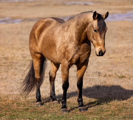 HorseID: 2261708 Pep’s Lucky Buck - PhotoID: 1062972