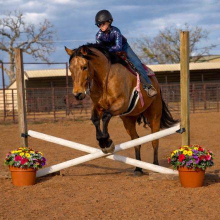 HorseID: 2261708 Pep’s Lucky Buck - PhotoID: 1062973