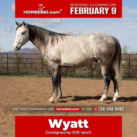 HorseID: 2262623 Lil peppy cat - PhotoID: 1036986