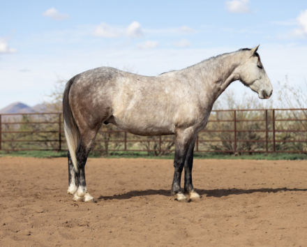 HorseID: 2262623 Lil peppy cat - PhotoID: 1036987