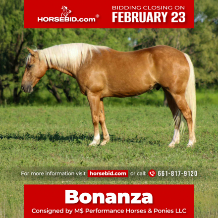 HorseID: 2262624 Bonanza - PhotoID: 1031019