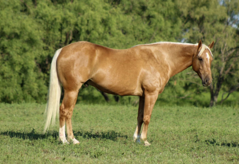 HorseID: 2262624 Bonanza - PhotoID: 1032128