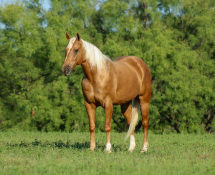 HorseID: 2262624 Bonanza - PhotoID: 1032129