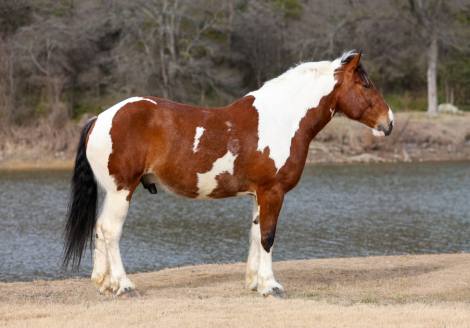 HorseID: 2265020 Goliath - PhotoID: 1042262