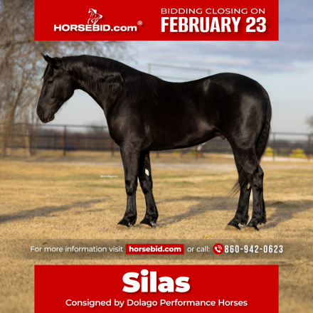 HorseID: 2265021 Silas - PhotoID: 1034260