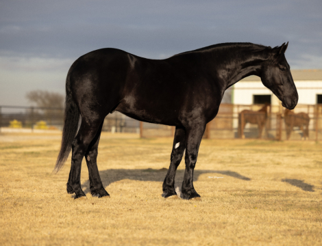 HorseID: 2265021 Silas - PhotoID: 1034261