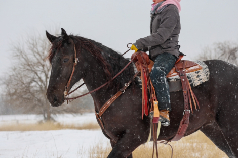 HorseID: 2265021 Silas - PhotoID: 1034263