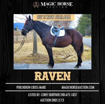 HorseID: 2266910 Raven - PhotoID: 1036784