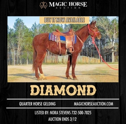 HorseID: 2266913 Diamond - PhotoID: 1036786