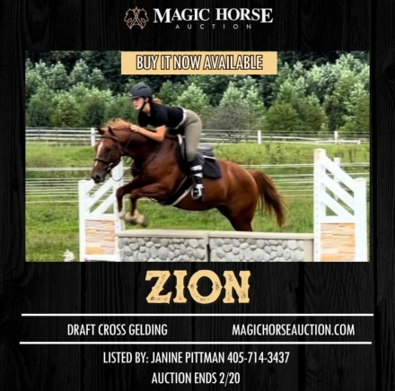 HorseID: 2266915 Zion* - PhotoID: 1036788