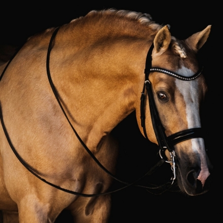HorseID: 2266960 Golden State   foal in utero - PhotoID: 1036859