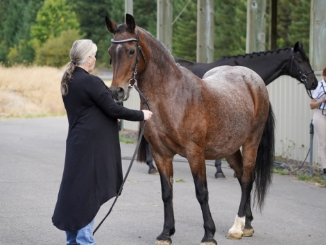 HorseID: 2266960 Golden State   foal in utero - PhotoID: 1036862
