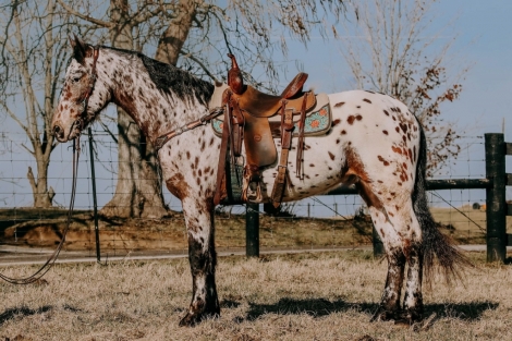 HorseID: 2266989 AMG Freckles - PhotoID: 1036906