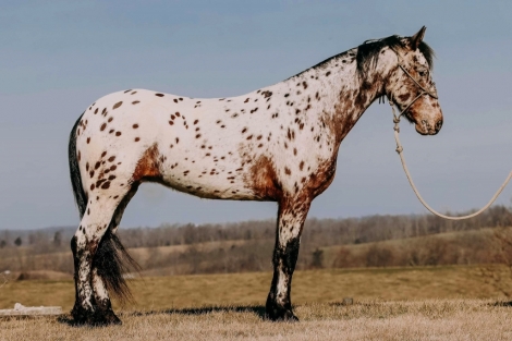 HorseID: 2266989 AMG Freckles - PhotoID: 1036908