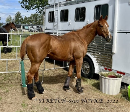 HorseID: 2267071 Stretch - PhotoID: 1037027