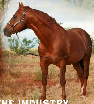 HorseID: 2267241 EL GAUPO - PhotoID: 1037325