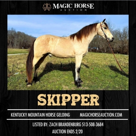 HorseID: 2267277 Skipper - PhotoID: 1037267