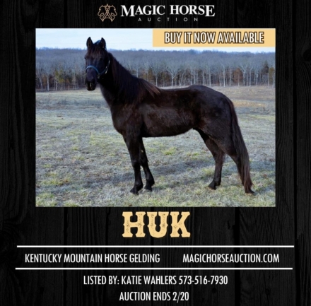 HorseID: 2267280 Huk - PhotoID: 1037269