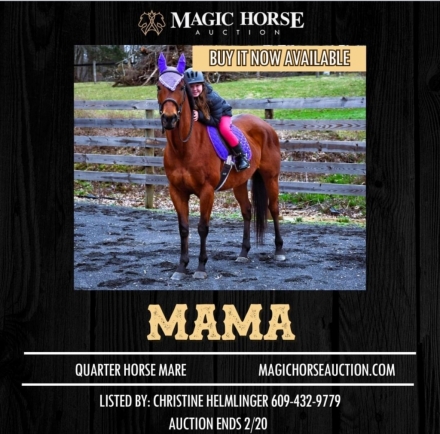 HorseID: 2267282 Mama - PhotoID: 1037273