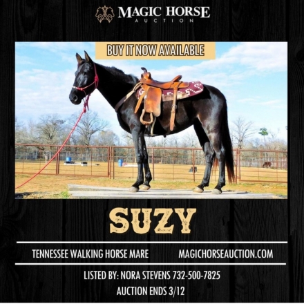 HorseID: 2267285 Suzy - PhotoID: 1037275