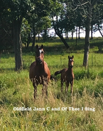 HorseID: 2267290 Oldfield Jann C - PhotoID: 1037277