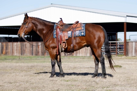 HorseID: 2267306 Durango JJ - PhotoID: 1037452