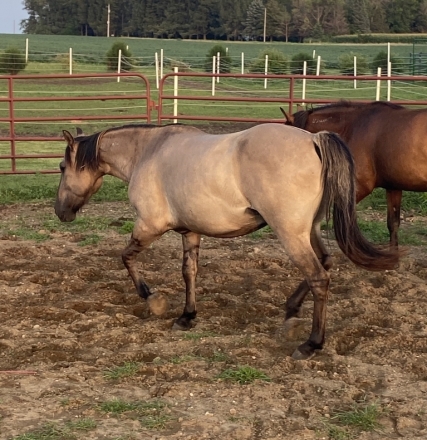 HorseID: 2267422 Mustang Geldings - PhotoID: 1037490
