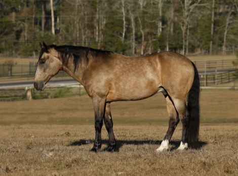 HorseID: 2267497 Waylon - PhotoID: 1037582