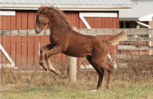 HorseID: 2267529 Rolling Acres Ruby Margot - PhotoID: 1037630