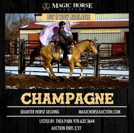 HorseID: 2267587 Champagne - PhotoID: 1037703