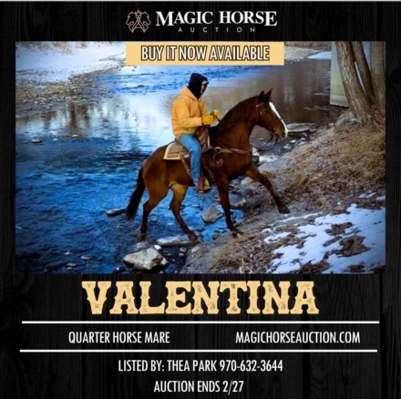 HorseID: 2267589 Valentina - PhotoID: 1037705