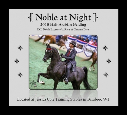 HorseID: 2267644 Noble at Night - PhotoID: 1037763