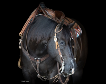 HorseID: 2267652 Beautiful Black Gelding, All Around, Trails, Ranch - PhotoID: 1037771