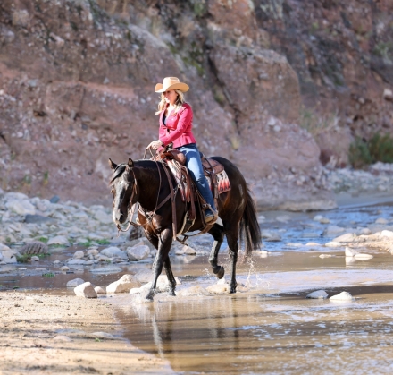 HorseID: 2267652 Beautiful Black Gelding, All Around, Trails, Ranch - PhotoID: 1037772