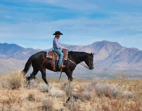HorseID: 2267652 Beautiful Black Gelding, All Around, Trails, Ranch - PhotoID: 1037773