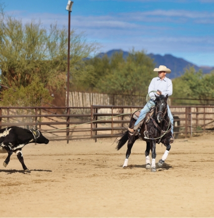 HorseID: 2267652 Beautiful Black Gelding, All Around, Trails, Ranch - PhotoID: 1037774