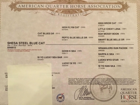 HorseID: 2267770 Bet Sheza Steel Blue Cat - PhotoID: 1038019