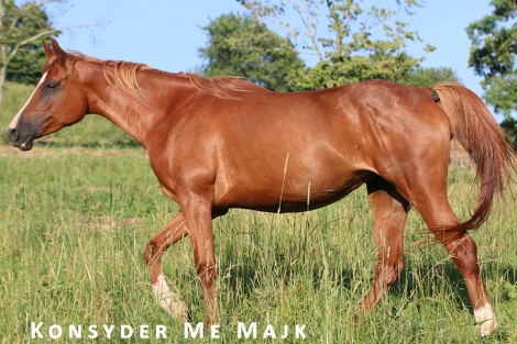 HorseID: 2267802 Kaptivating Majk - PhotoID: 1038384