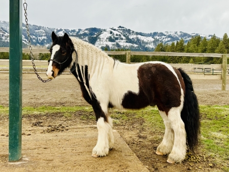 HorseID: 2267805 ROCKING ROBBIE - PhotoID: 1037956