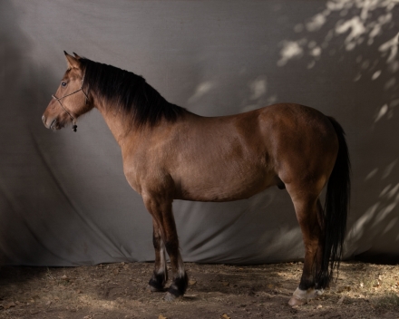 HorseID: 2267854 Sirius Macchiato - PhotoID: 1038058