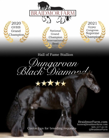 HorseID: 2267876 Dungarvan Black Diamond - PhotoID: 1038088