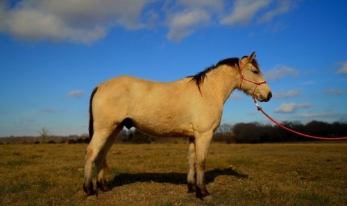 HorseID: 2267920 Western Spirit - PhotoID: 1038139