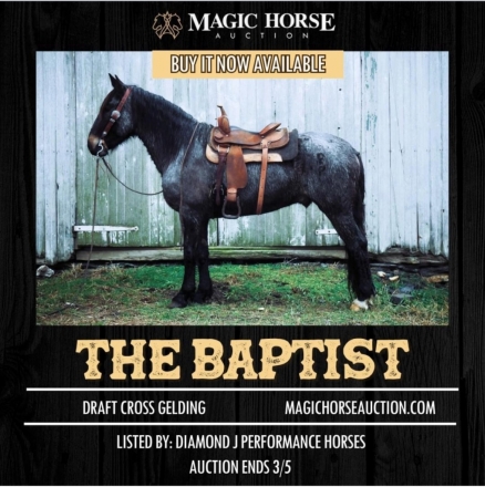 HorseID: 2268028 The Baptist - PhotoID: 1038270